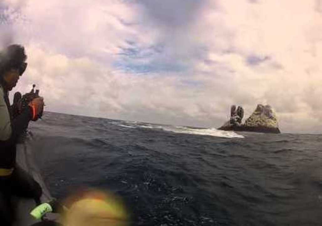 The Astonishing Moment a Baby Humpback Whale Is Taken by Orcas