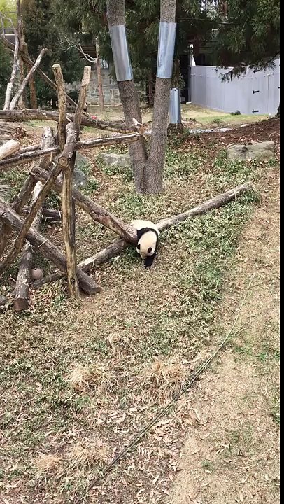 Playful Panda Takes a Tumble After Lunch