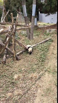 Playful Panda Takes a Tumble After Lunch