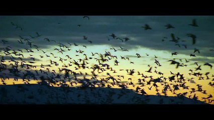 These Final Hours Trailer