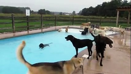 Who else wants to host a PUPPY POOL PARTY?!!