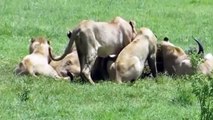 Buffalo Vs Lions  - 100 Buffaloes Attack 7 Lions - Nature Attack