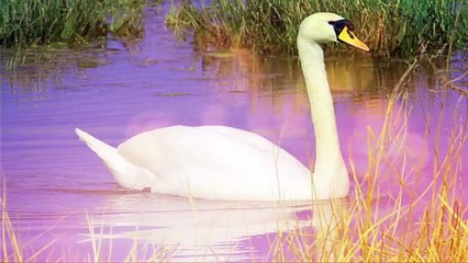 Rabindra Sangeet - Chhinno Patar Sajai by Swagatalakshimi