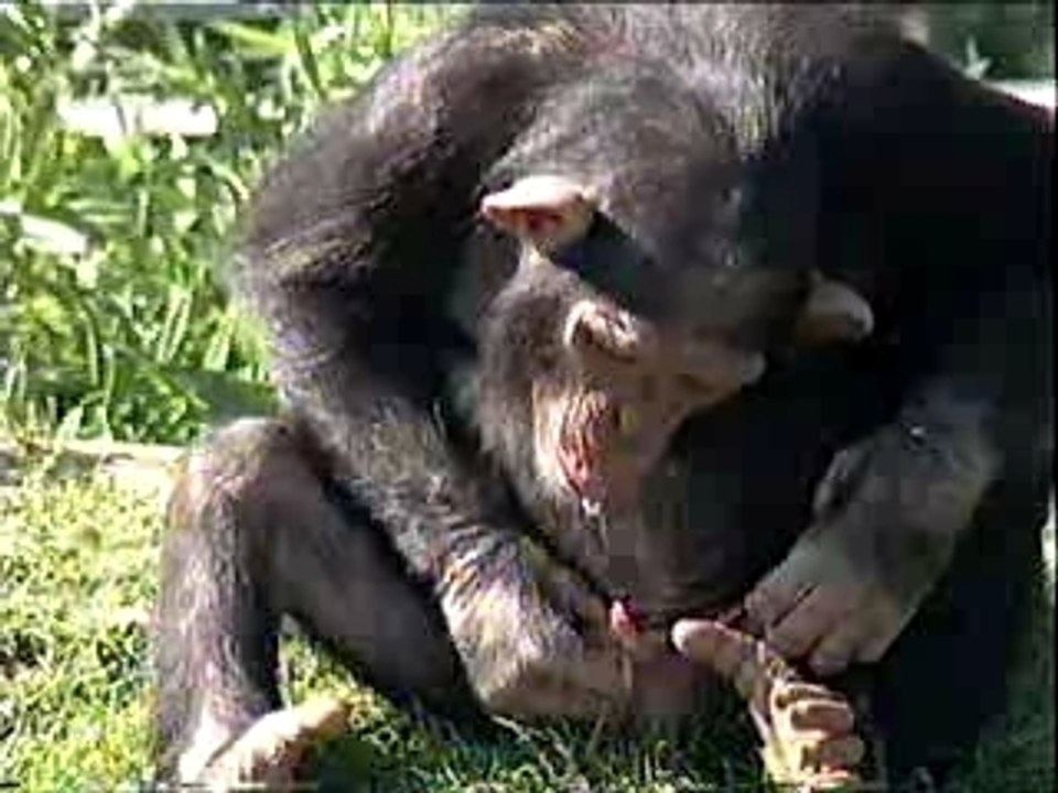 singe pisseur