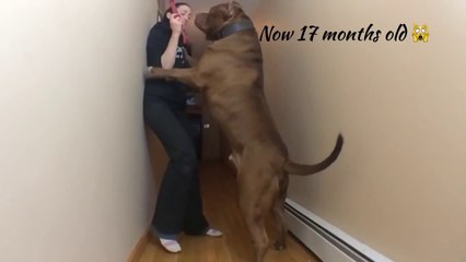 Le plus gros PITBULL du monde : 78kg à 7 mois.