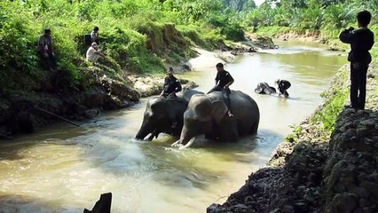 Elephant patrols seek to protect Indonesia's rainforests
