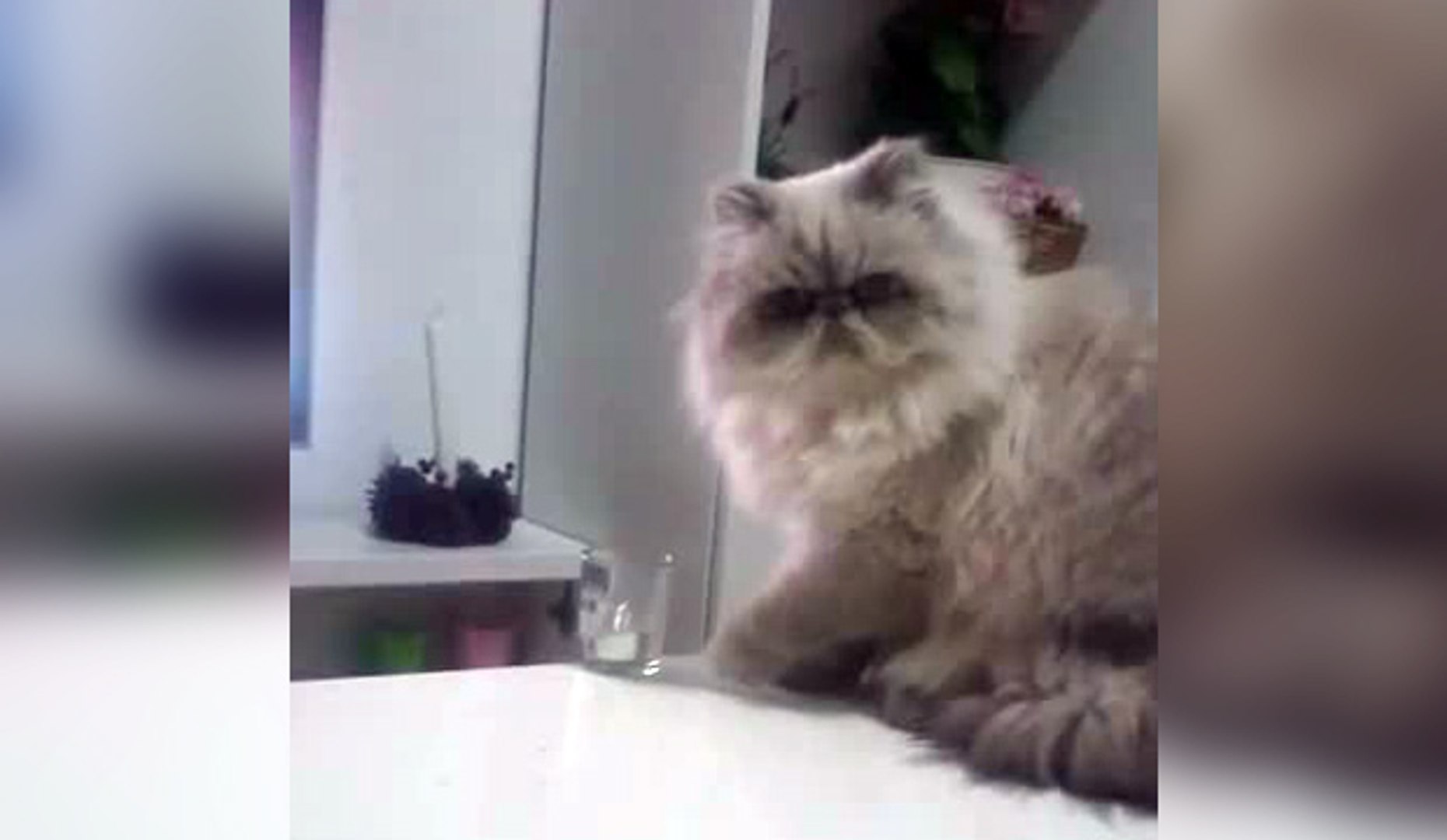 Chat Thug Life Video Dailymotion