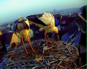 11.02.15  Cigognes travailleuses / Fleißige Störche