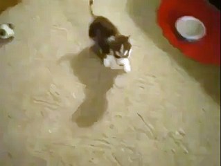 8 week old Husky pup trained!