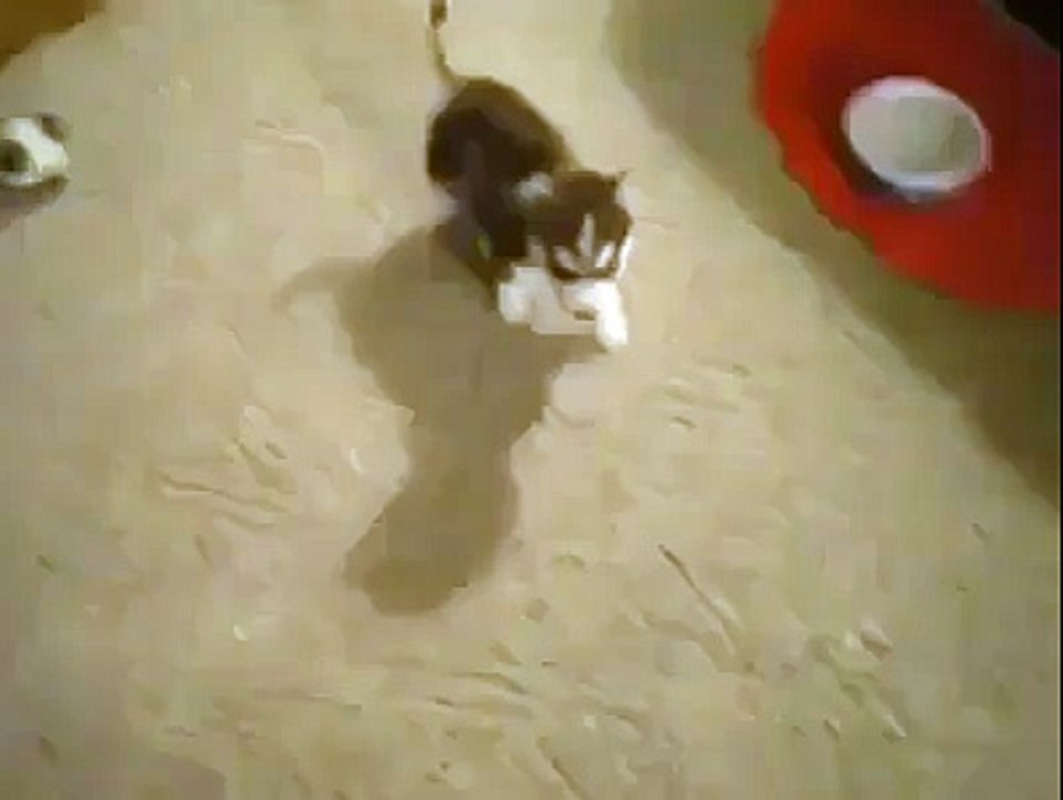 8 week old Husky pup trained!