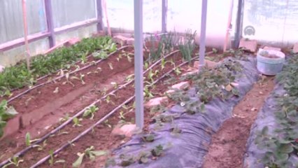 Güneş Işığını Taklit Edebilen Led Geliştirdiler