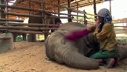 Woman Sings Lullaby To An Elephant Video