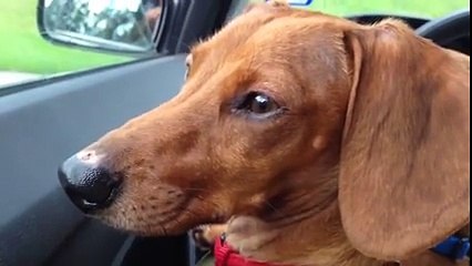 The Strangest Bird Fight and Two Very Concerned Dogs