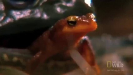 This Badass Newt Is The Wrong Species To Mess With