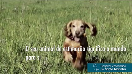 A importância do Microchip nos animais de estimação