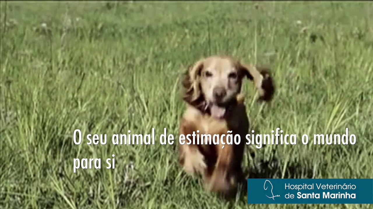 A importância do Microchip nos animais de estimação