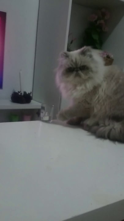 Chat diabolique!