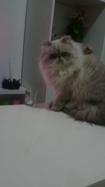 Evil Cat : destroying everything on the table