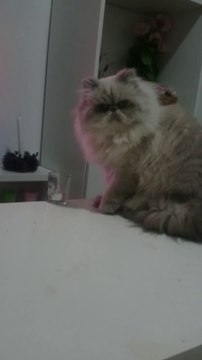 Evil Cat : destroying everything on the table