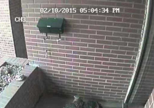 Hawk Fails Trying to Catch a Cat