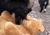 Grumpy Billy Goat Gets Into Fight With Stuffed Bear