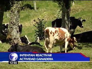 Corporación Ganadera espera aumentar el número de cabezas de ganado