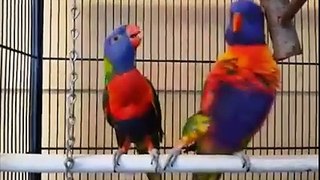 Parrots loves his wife - sings to her