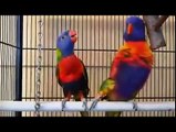 Parrots loves his wife - sings to her