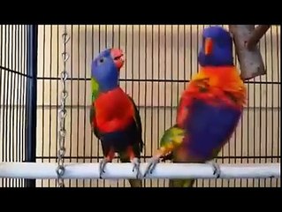 Parrots loves his wife - sings to her