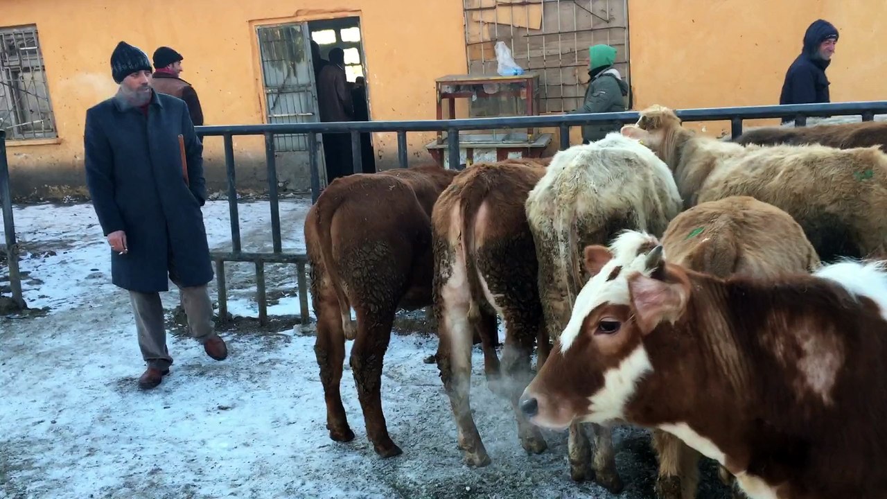 KARS KURBANLIK SATIŞLARI - KURBANLIK DÜVELER , DAMIZLIK DÜVELER ,BESİLİK DÜVELER , YAYLIMLIK DÜVELER , KESİMLİK DÜVELER