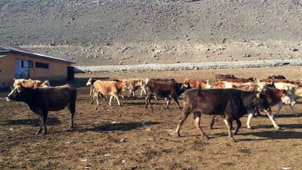 KARSTA  SATILIK DANALAR - KURBANLIK DANALAR , BESİLİK DANALAR , YAYLIMLIK DANALAR , DAMIZLIK DANALAR ,