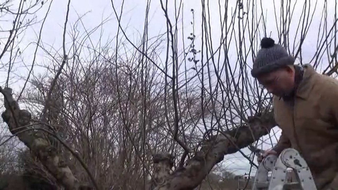 Habitusschnitt beim Apfelbaum