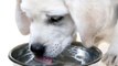 Picie Wody Przez Psa (10 minut picia wody przez psa)