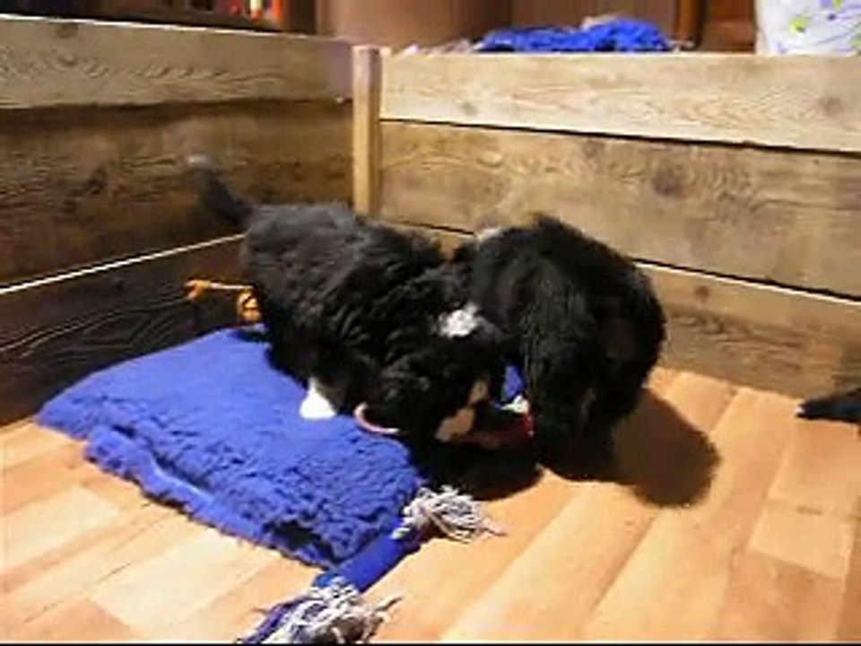 11fév Lily Rose et femelle rose