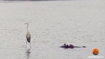 Hippo-Surfing Heron Appears to Walk on Water