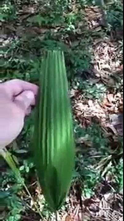 Strange Plant