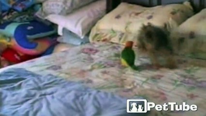 EPIC Parrot vs. Terrier Battle