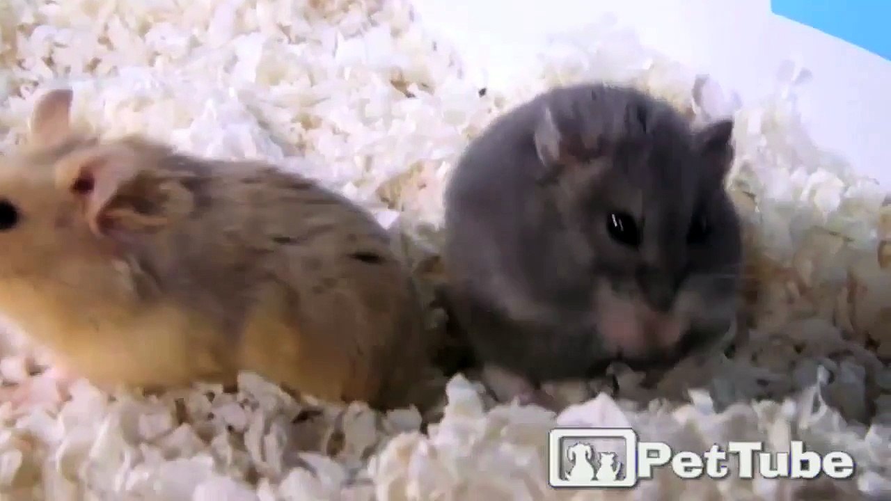 Hamsters Make a Snowman