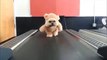 Hilarious Funny Video:Try not to squeal at this dog dressed as a teddy on a treadmill - Must Watch
