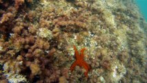 Natureza, Selvagem, Marinha, Ilhas Oceânicas, 20 milhas náuticas, Marcelo Ambrogi, Apneia, Ubatuba, SP, Brasil, Litoral Norte de São Paulo, Lindos peixes oceânicos, Corais, Ouriços do mar, Estrela do Mar, Esponjas marinhas, (27)