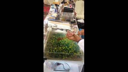 فن الرسم على الماء