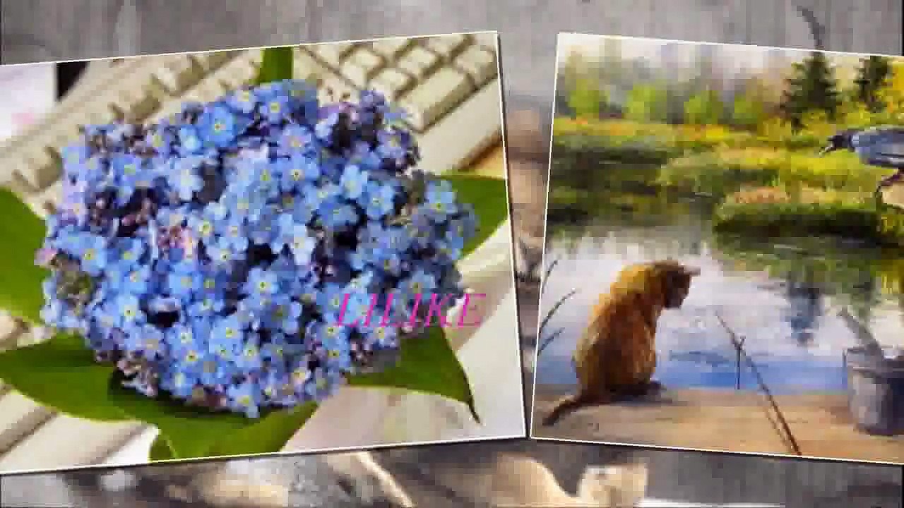ÁLLATKÁK
