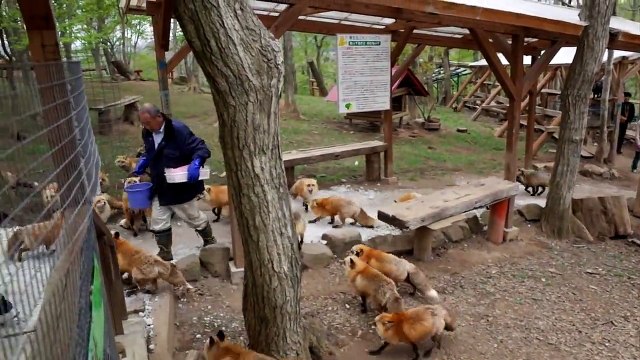 Japon - un village dédié aux renards