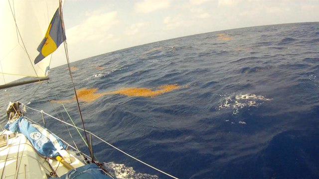 Transquadra 204-2015 - Sun Fast 3600 Grassi Bateaux - Slalom dans les Sargasses (2)