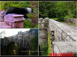 El Puente De Los Perros Suicidas