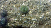 Natureza, Selvagem, Marinha, Ilhas Oceânicas, 20 milhas náuticas, Marcelo Ambrogi, Apneia, Ubatuba, SP, Brasil, Litoral Norte de São Paulo, Lindos peixes oceânicos, Corais, Ouriços do mar, Estrela do Mar, Esponjas marinhas, (43)