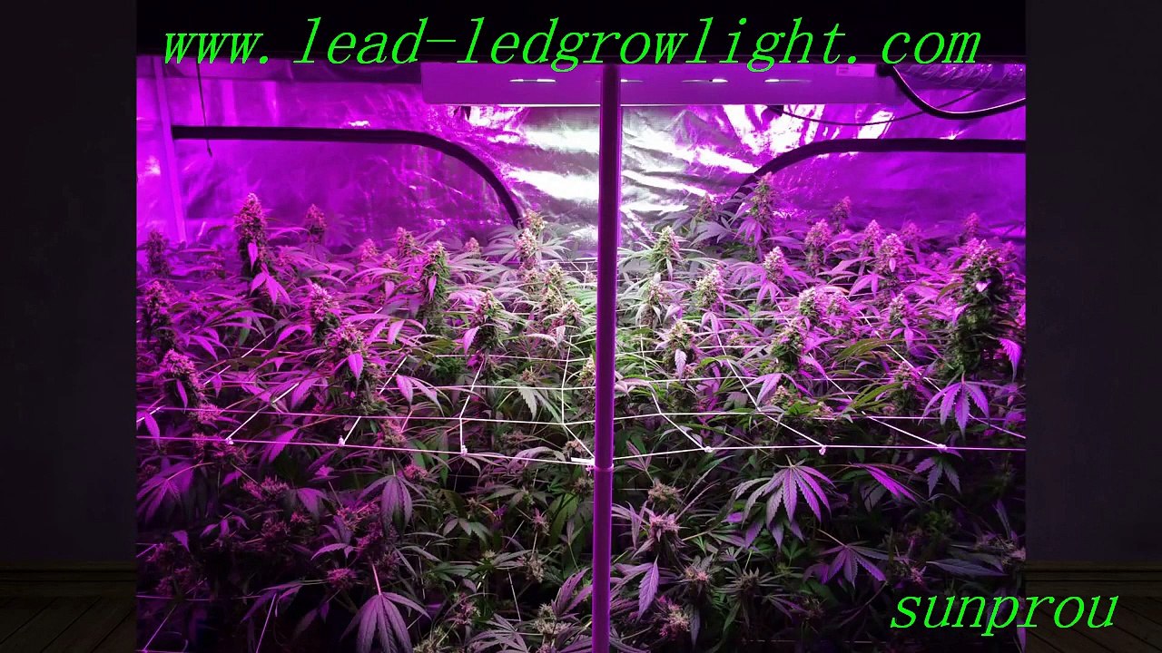 good lamp for indoor plant lighting