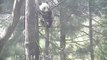 Cute Giant Pandas Relax on Trees in the Wilderness