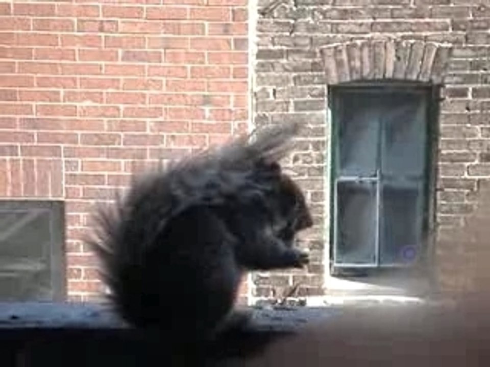 Mon copain l'écureuil