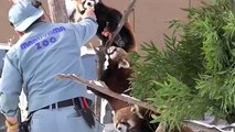 Red Pandas are obsessed with appleリンコに夢中のレッサーパンダ